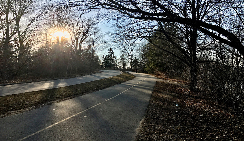 bike pathway and roadway surrounded by trees